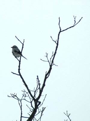 Northern Shrike
