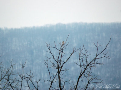 Northern Shrike against Bald Eagle ridge backdrop