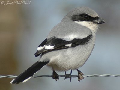 Loggerhead Shrike: Walton Co., GA