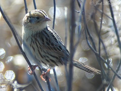 Le Conte's Sparrow: Eufaula NWR