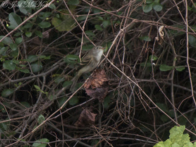 Alder Flycatcher: State Botanical Garden- Athens, GA