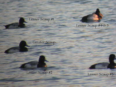 Greater (Aythya marila) & Lesser Scaup (A. affinis)