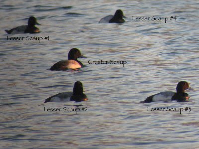 Greater (Aythya marila) & Lesser Scaup (A. affinis)