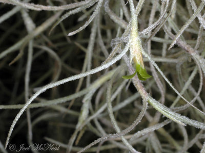 Spanish Moss: Tillandsia usneoides