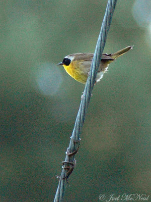 male Common Yellowthroat