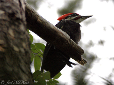 fledgling Pileated Woodpecker