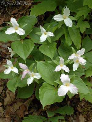 Large-flowered Trillium: Trillium grandiflorum