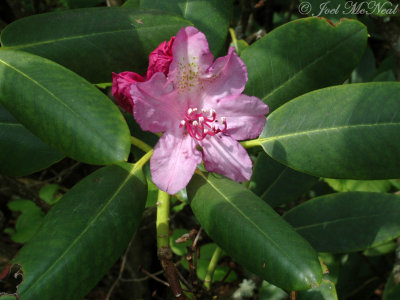 Catawba Rhododendron: Rhododendron catawbiense