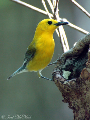 male Prothonotary Warbler