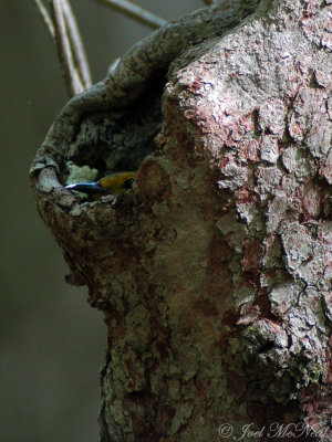 female Prothonotary Warbler in nest cavity