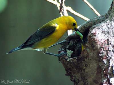 male Prothonotary Warbler feeding female at nest