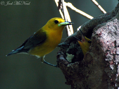 male Prothonotary Warbler feeding female at nest