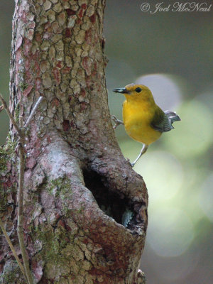 female Prothonotary Warbler at nest cavity