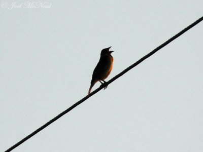 male Dickcissel