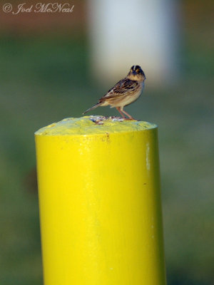 male Grasshopper Sparrow