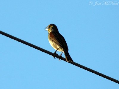 male Dickcissel