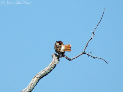 Red-tailed Hawk (with rat)