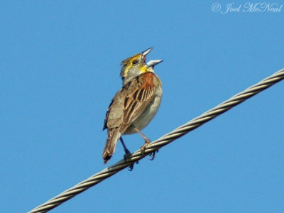 male Dickcissel