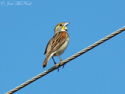 male Dickcissel