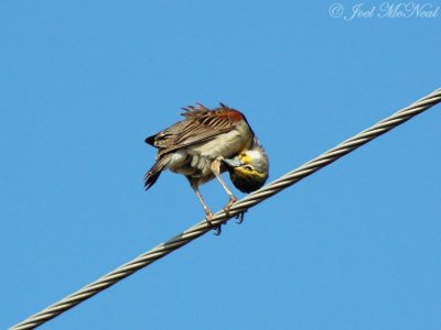 male Dickcissel