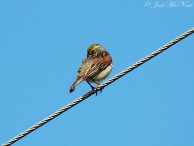 male Dickcissel