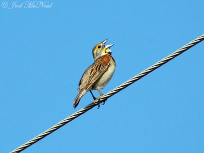 male Dickcissel