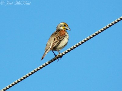 male Dickcissel