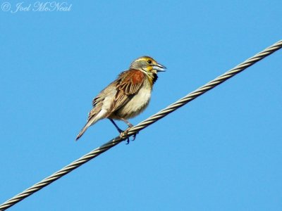 male Dickcissel