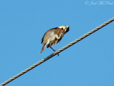 male Dickcissel