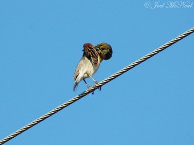 male Dickcissel