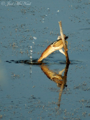 Least Bittern