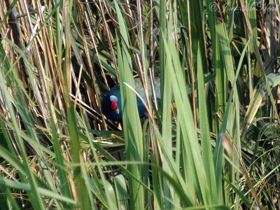 Purple Gallinule