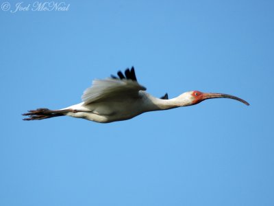 White Ibis