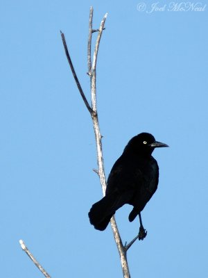 male Boat-tailed Grackle