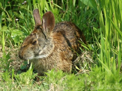 Marsh Rabbit (smoking grass)
