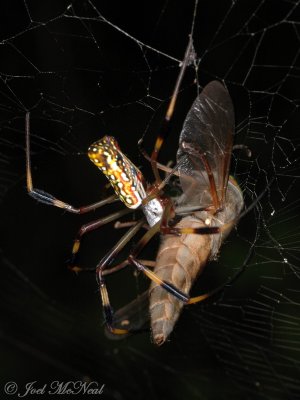 Golden Silk Spider with greenhead