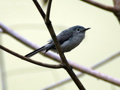 Blue-gray Gnatcatcher