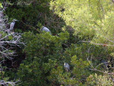 Yellow-crowned Night Herons and Tricolored Heron