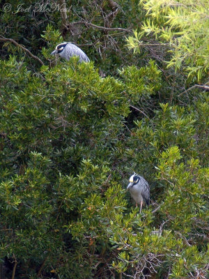 Yellow-crowned Night Herons