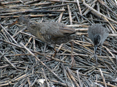 Clapper Rail with juvenile