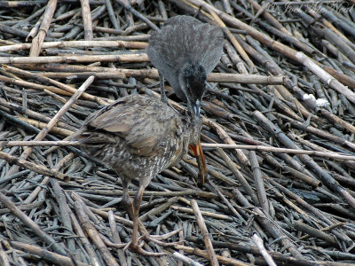 Clapper Rail teaching young how to hunt crabs