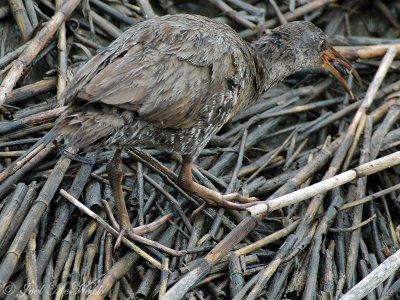 Clapper Rail bringing crab to young