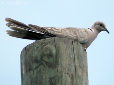 Eurasian Collared-Dove: Streptopelia decaocto