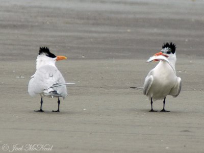Royal Tern offering fish to prospective mate
