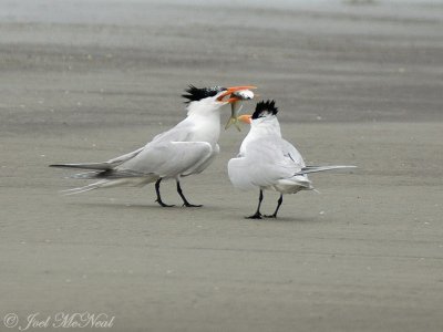 Royal Tern offering fish to prospective mate