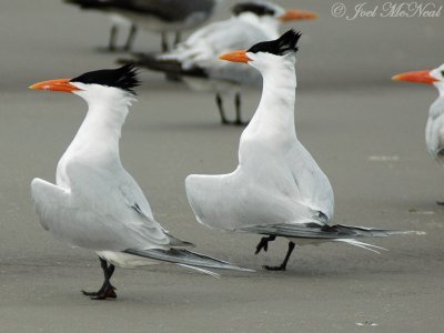 Royal Terns doing courtship strut