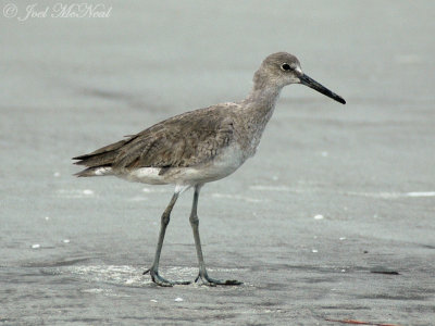 Willet