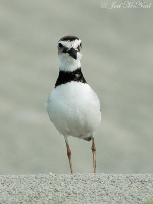 Wilson's Plover