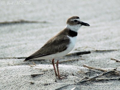 Wilson's Plover