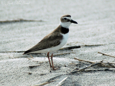 Wilson's Plover